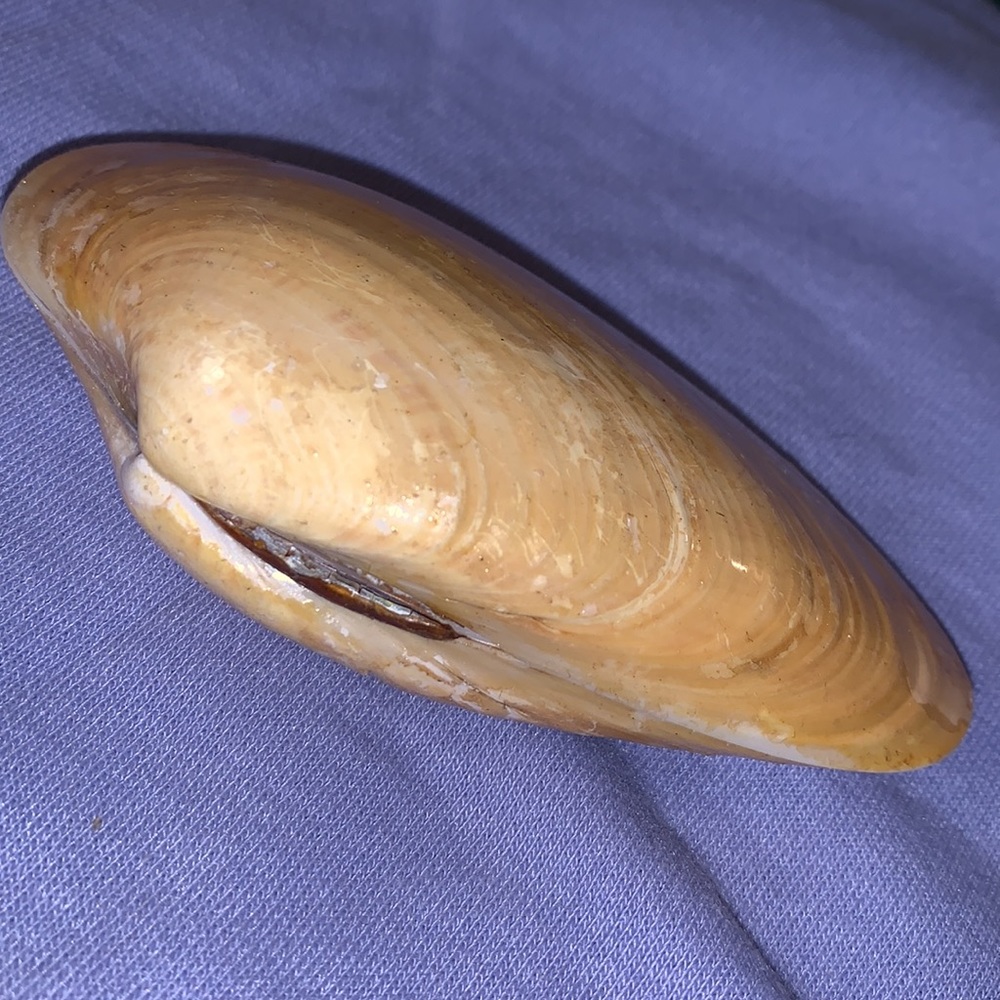 Razor clam shell pair - Picture 3 of 7
